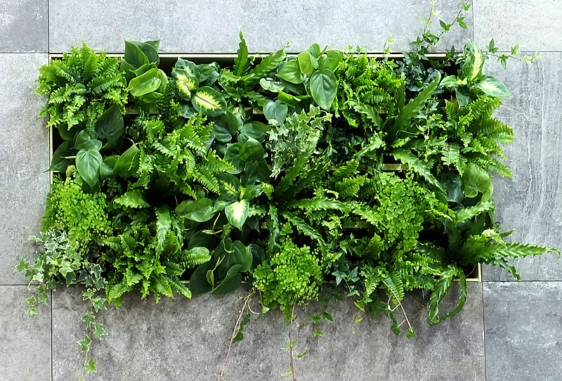 Вертикальное озеленение. Искусственная зелень для декора интерьеров от Гарден Ринг